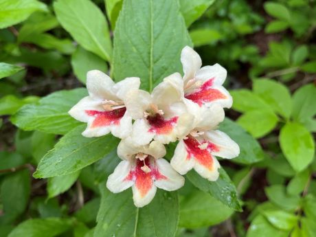 ６月からのガイドプランにつきまして