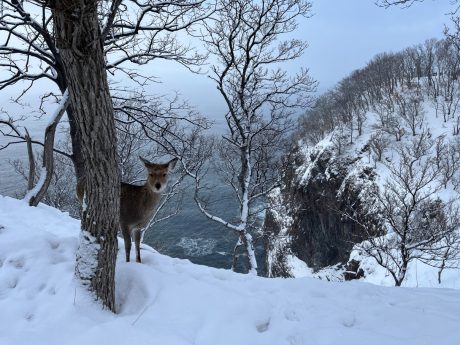 流氷ありません 2月